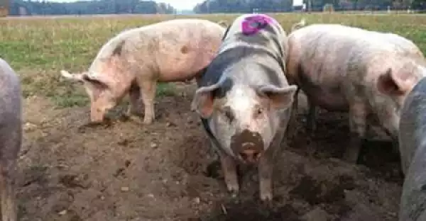 Unbelievable! Woman Catches 18-year-old Boy Red-Handed Having S*x With a Pig